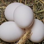 賞味期限切れの卵(たまご)を食べると危険？【卵の賞味期限の注意点】