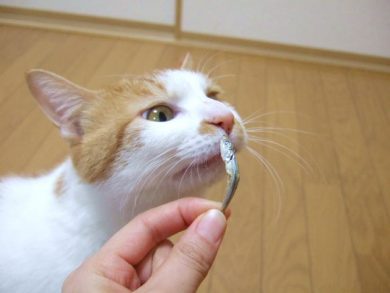 煮干しと猫