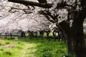 京都ソメイヨシノの桜