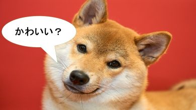 か行 から始まる言葉の語源や由来 でも 日本が好きだ